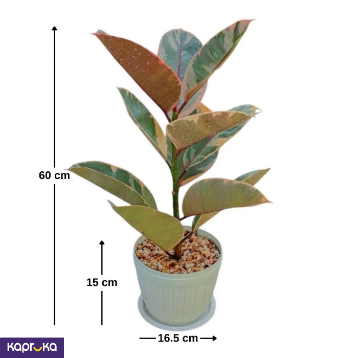 Plants ef_pc_flow0v2817pod00099 in Sri Lanka