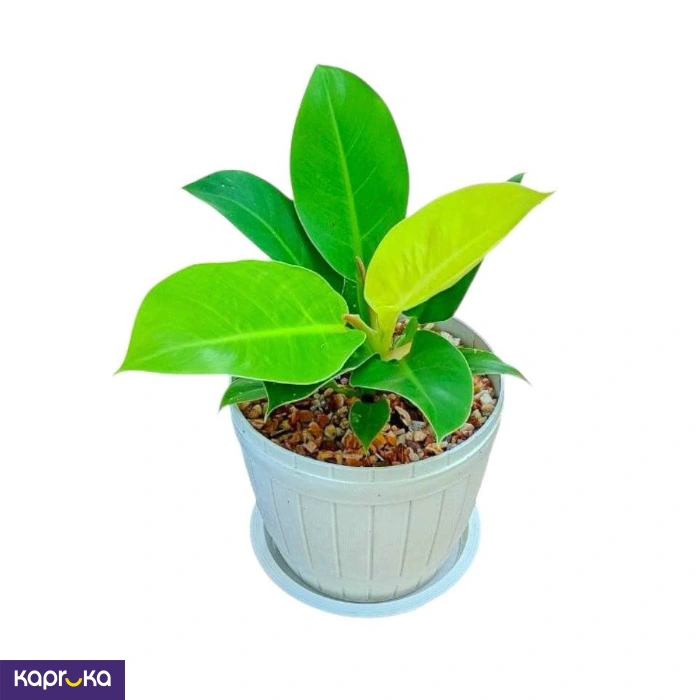 Plants ef_pc_flow0v2817pod00100 in Sri Lanka