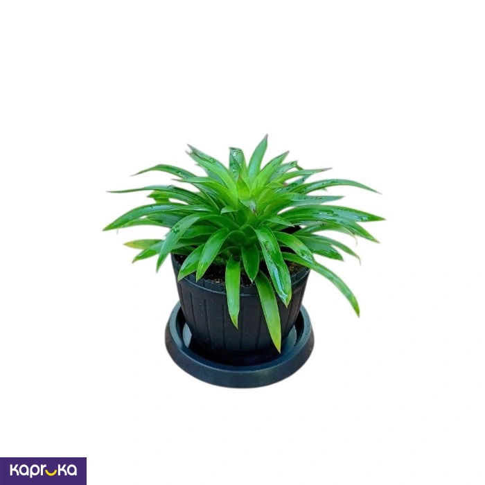 Plants ef_pc_flow0v2817pod00102 in Sri Lanka