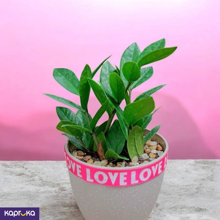 Plants ef_pc_flow0v2817pod00121 in Sri Lanka