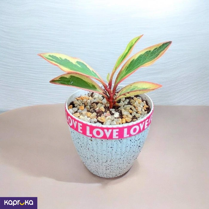 Plants ef_pc_flow0v2817pod00122 in Sri Lanka