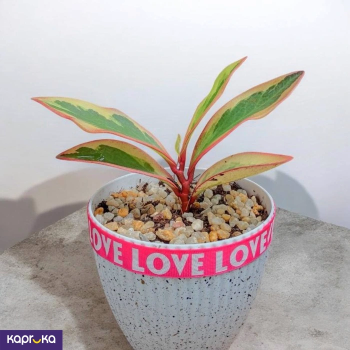 Plants ef_pc_flow0v2817pod00122 in Sri Lanka