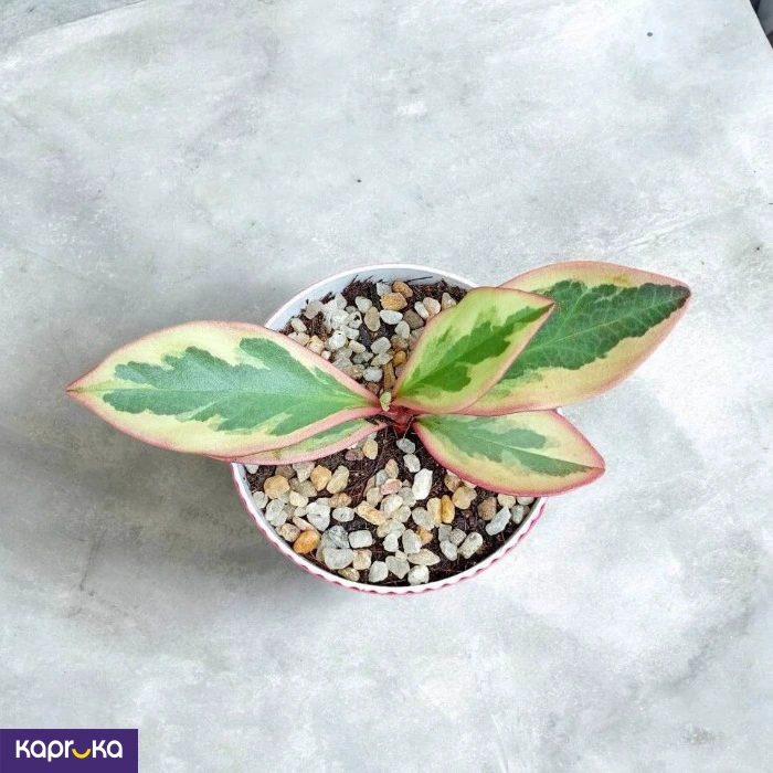 Plants ef_pc_flow0v2817pod00122 in Sri Lanka