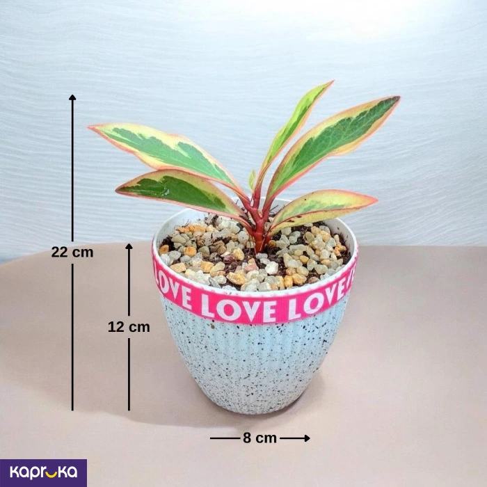 Plants ef_pc_flow0v2817pod00122 in Sri Lanka