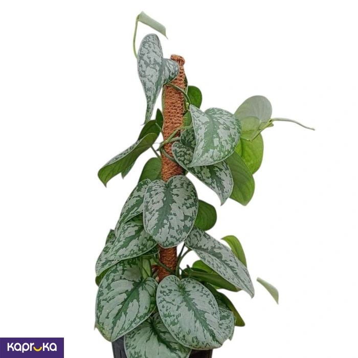 Plants ef_pc_flow0v2817pod00123vd in Sri Lanka