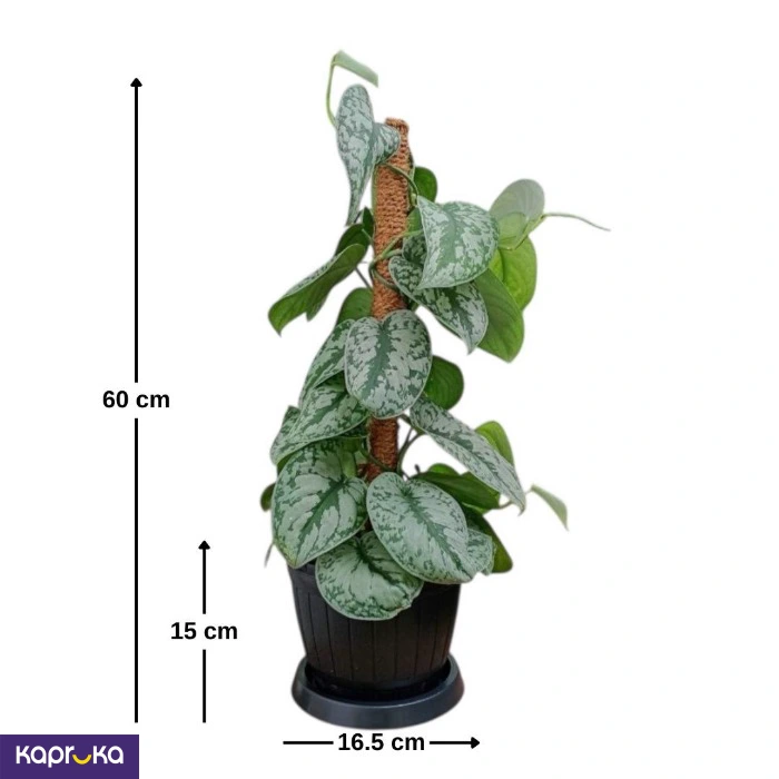 Plants ef_pc_flow0v2817pod00123vd in Sri Lanka