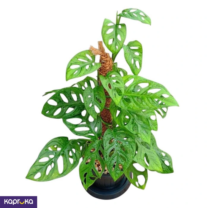 Plants ef_pc_flow0v2817pod00125vd in Sri Lanka