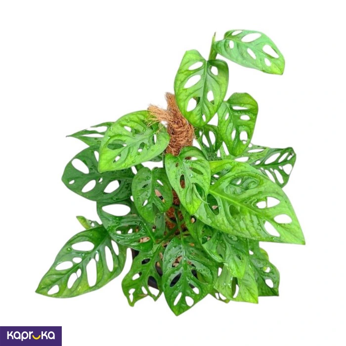 Plants ef_pc_flow0v2817pod00125vd in Sri Lanka