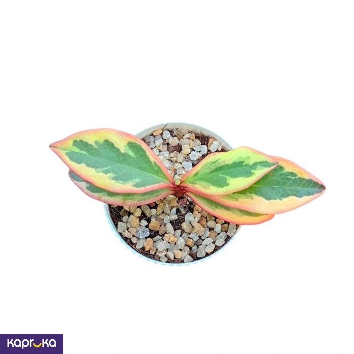 Plants ef_pc_flow0v2817pod00126vd in Sri Lanka