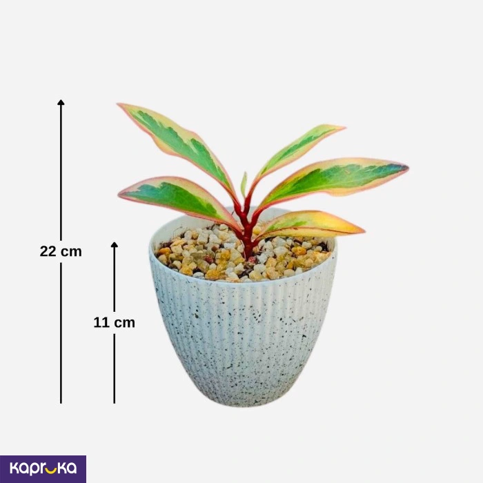 Plants ef_pc_flow0v2817pod00126vd in Sri Lanka