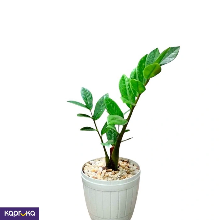 Plants ef_pc_flow0v2817pod00127vd in Sri Lanka