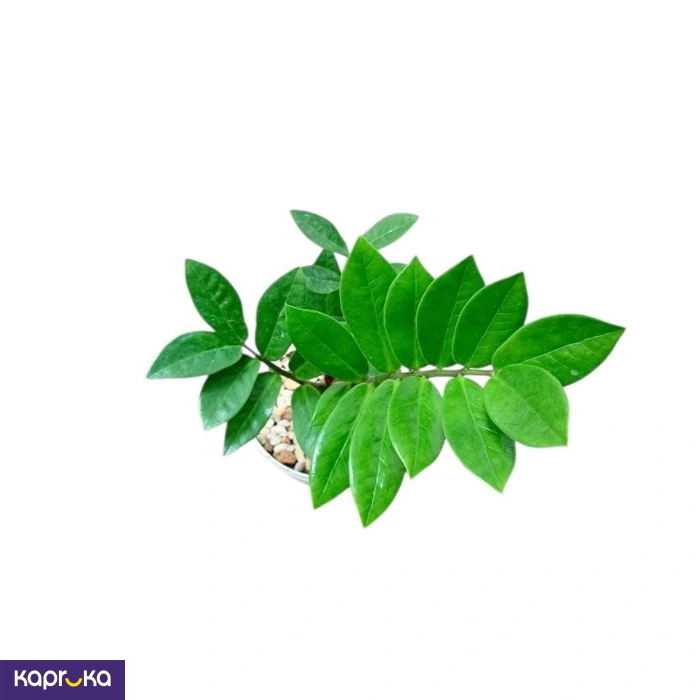 Plants ef_pc_flow0v2817pod00127vd in Sri Lanka