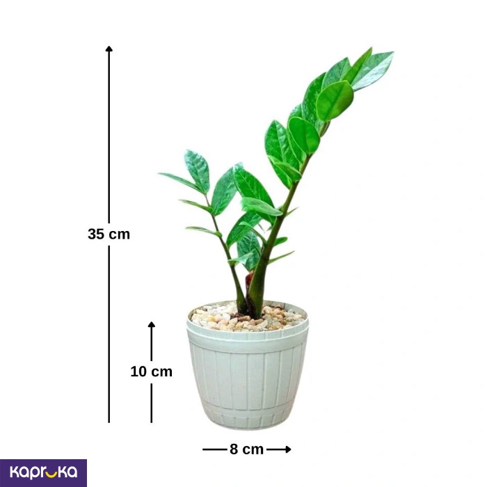 Plants ef_pc_flow0v2817pod00127vd in Sri Lanka