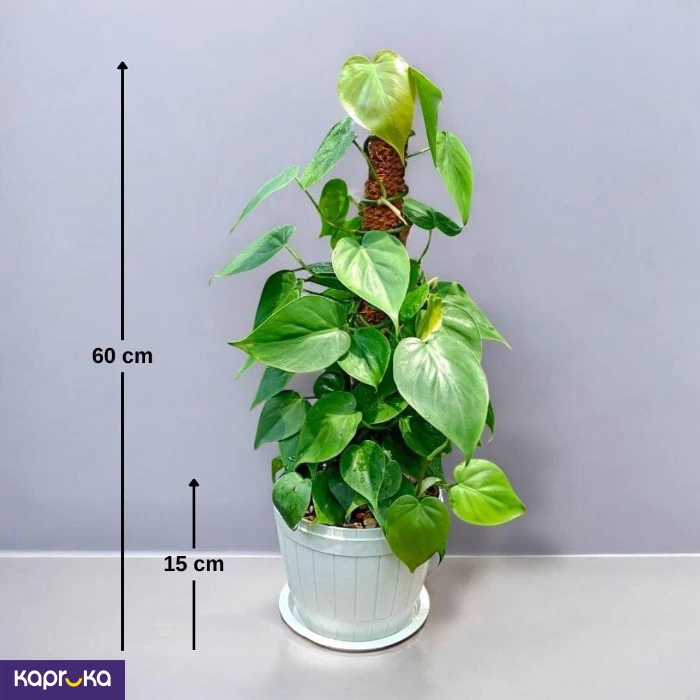 Plants ef_pc_flow0v2817pod00128vd in Sri Lanka