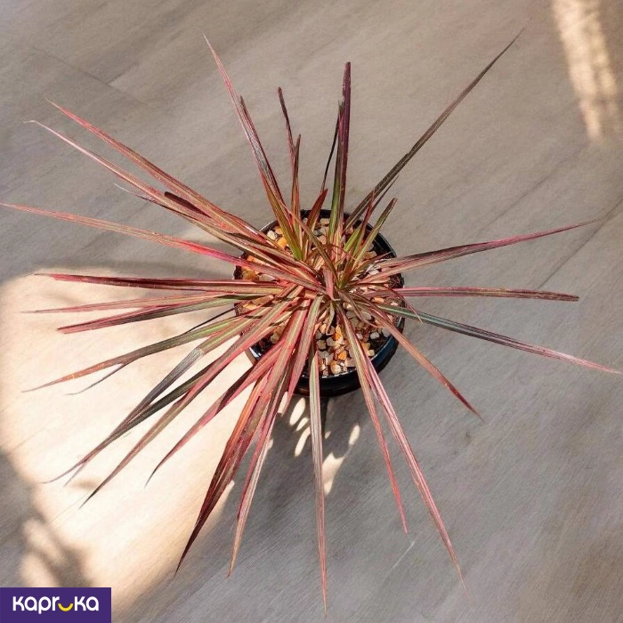 Plants ef_pc_flow0v2817pod00129vd in Sri Lanka