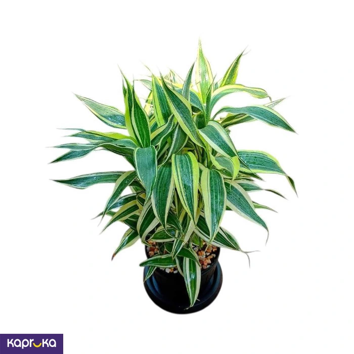 Plants ef_pc_flow0v2817pod00130 in Sri Lanka