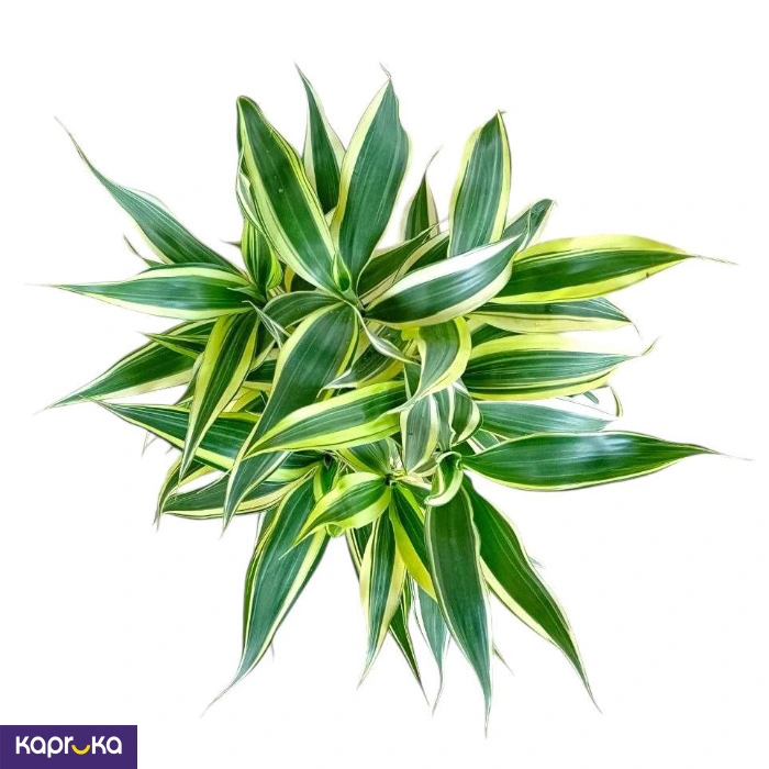 Plants ef_pc_flow0v2817pod00130 in Sri Lanka