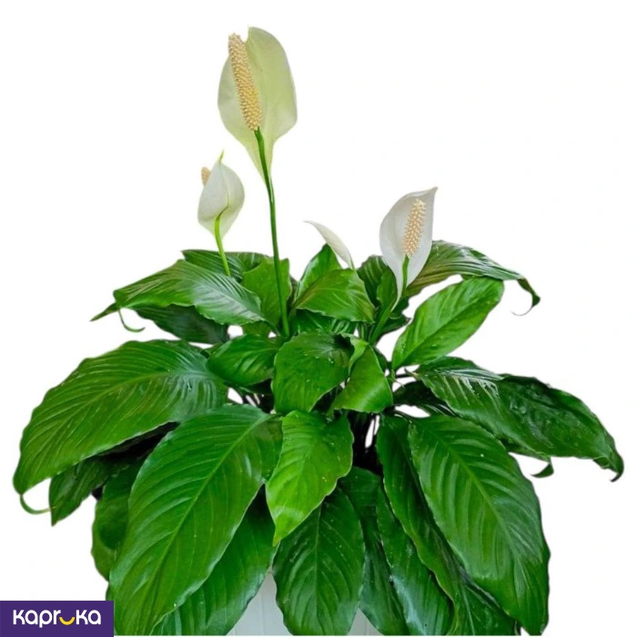 Plants ef_pc_flow0v2817pod00131 in Sri Lanka