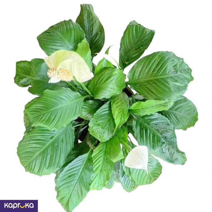 Plants ef_pc_flow0v2817pod00131 in Sri Lanka