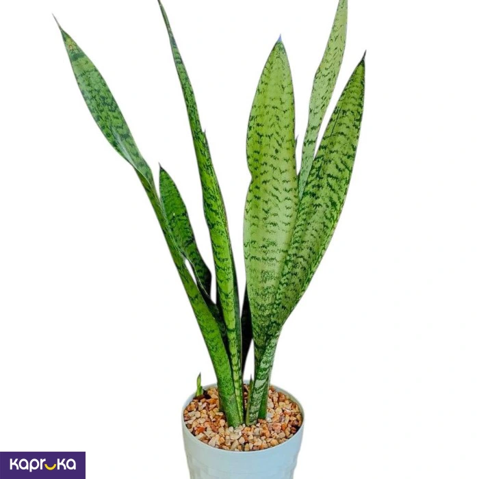 Plants ef_pc_flow0v2817pod00133 in Sri Lanka