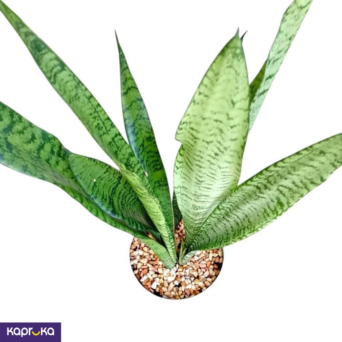 Plants ef_pc_flow0v2817pod00133 in Sri Lanka