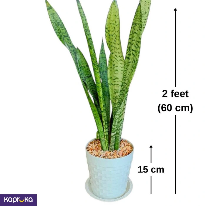 Plants ef_pc_flow0v2817pod00133 in Sri Lanka