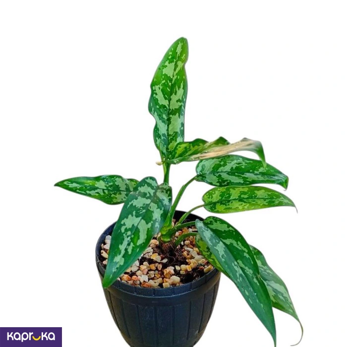 Plants ef_pc_flow0v2817pod00136 in Sri Lanka