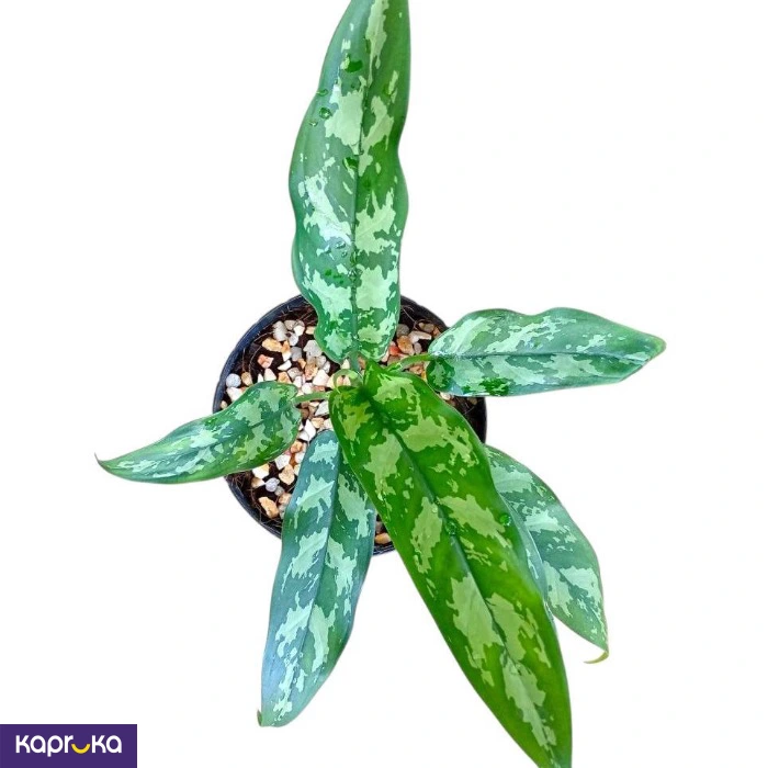 Plants ef_pc_flow0v2817pod00136 in Sri Lanka