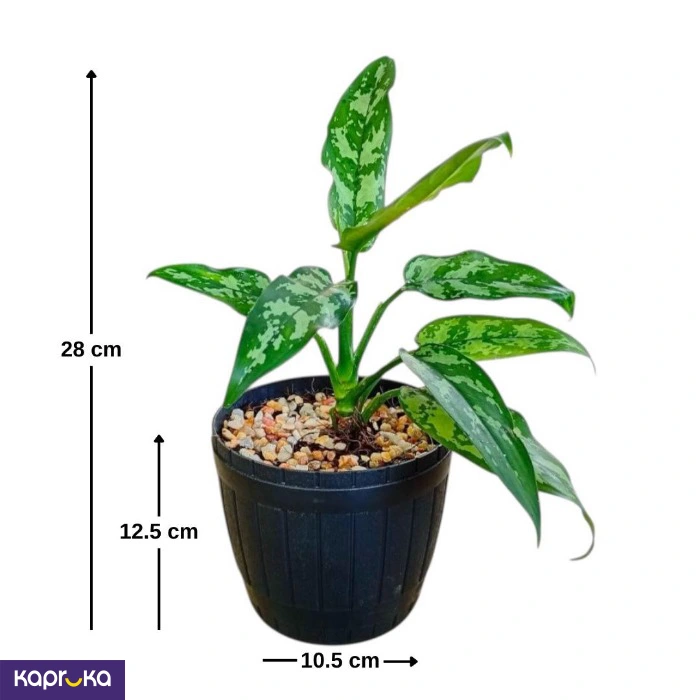 Plants ef_pc_flow0v2817pod00136 in Sri Lanka