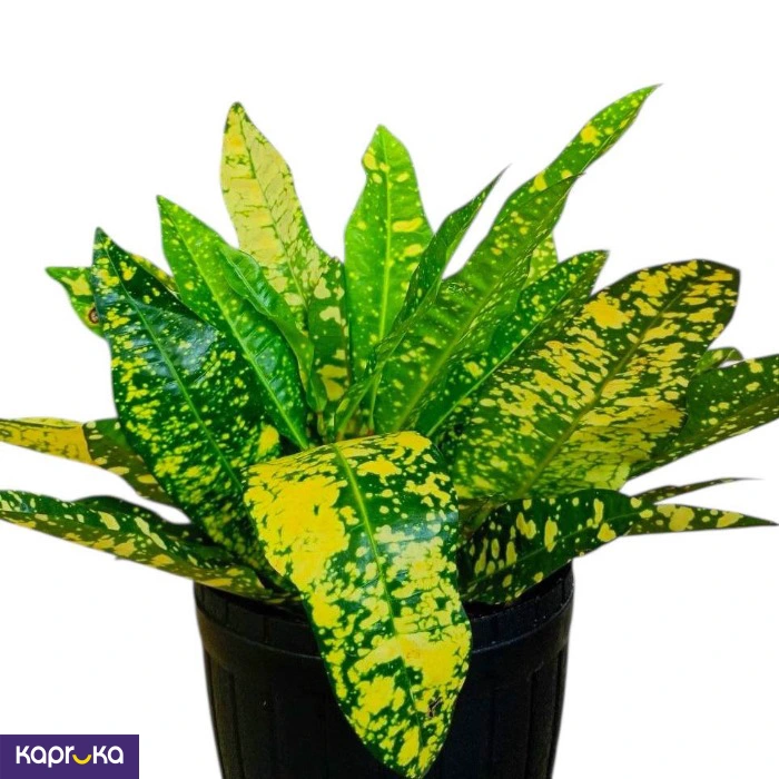 Plants ef_pc_flow0v2817pod00137 in Sri Lanka