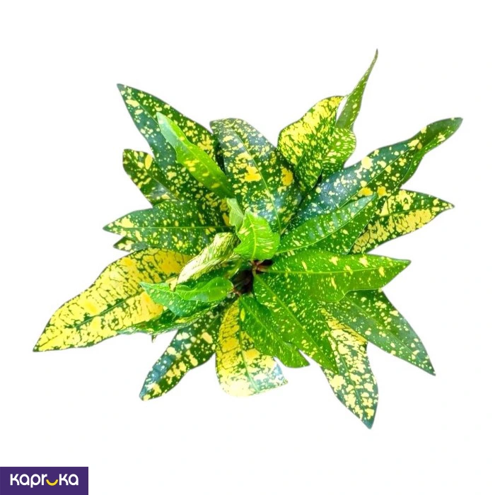 Plants ef_pc_flow0v2817pod00137 in Sri Lanka