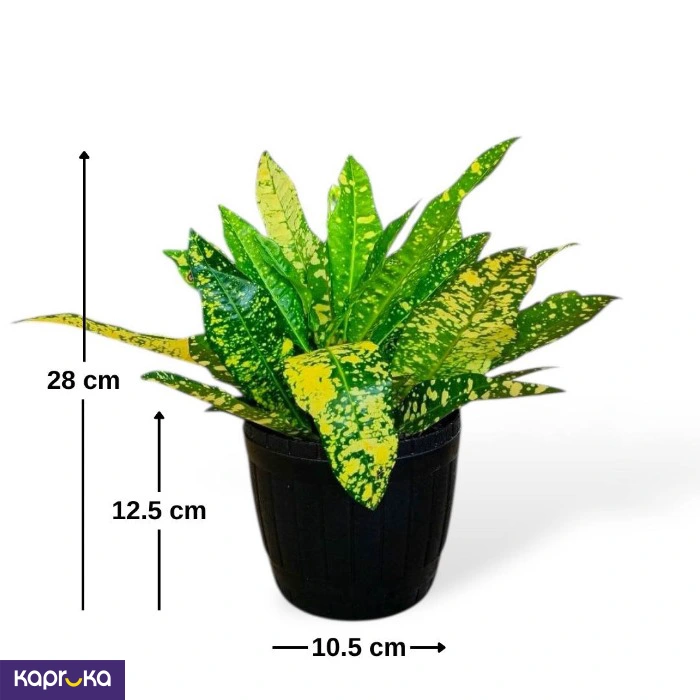 Plants ef_pc_flow0v2817pod00137 in Sri Lanka