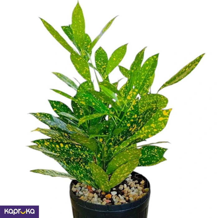 Plants ef_pc_flow0v2817pod00138 in Sri Lanka