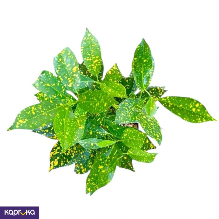 Plants ef_pc_flow0v2817pod00138 in Sri Lanka