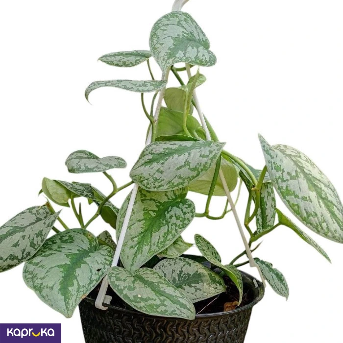 Plants ef_pc_flow0v2817pod00139 in Sri Lanka