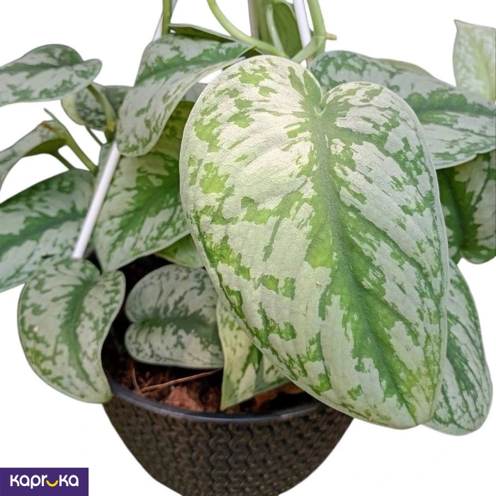 Plants ef_pc_flow0v2817pod00139 in Sri Lanka