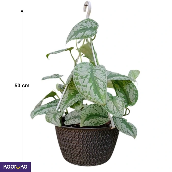 Plants ef_pc_flow0v2817pod00139 in Sri Lanka