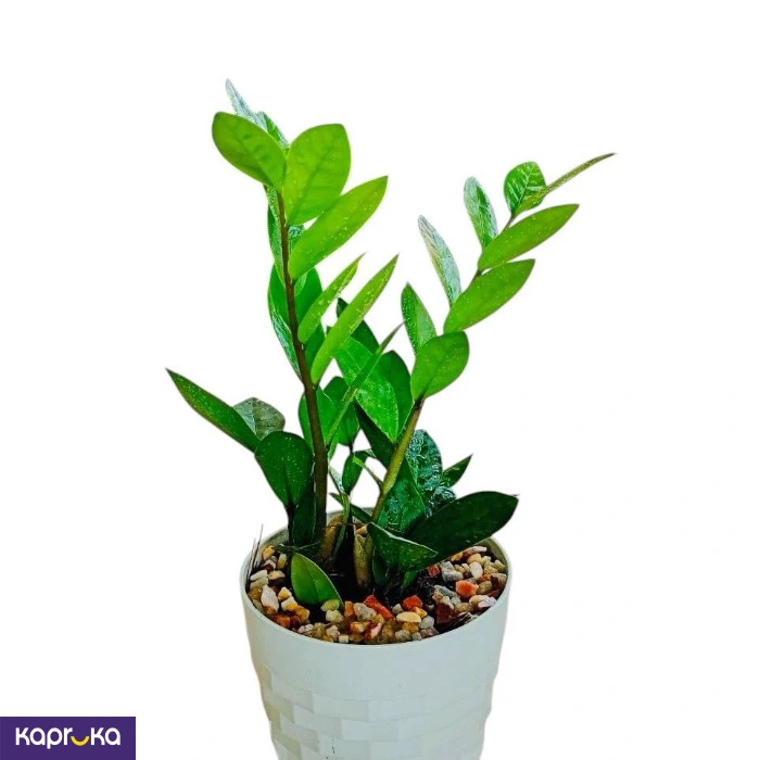 Plants ef_pc_flow0v2817pod00141 in Sri Lanka