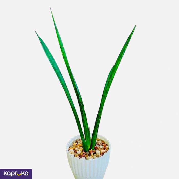 Plants ef_pc_flow0v2817pod00142 in Sri Lanka