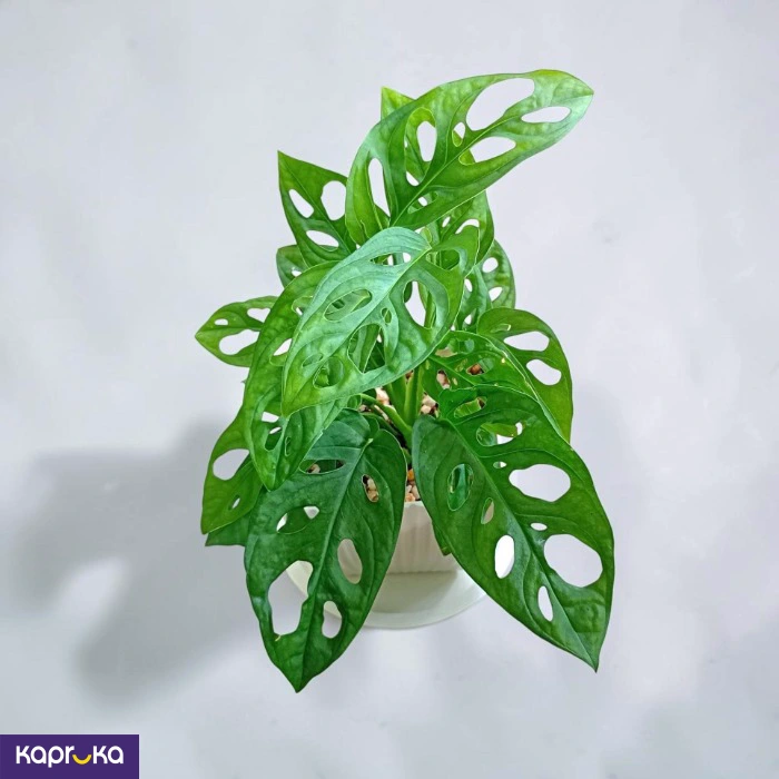 Swiss Cheese Plant With Tray