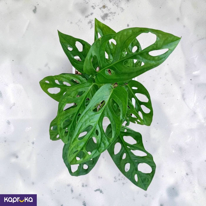Swiss Cheese Plant With Tray