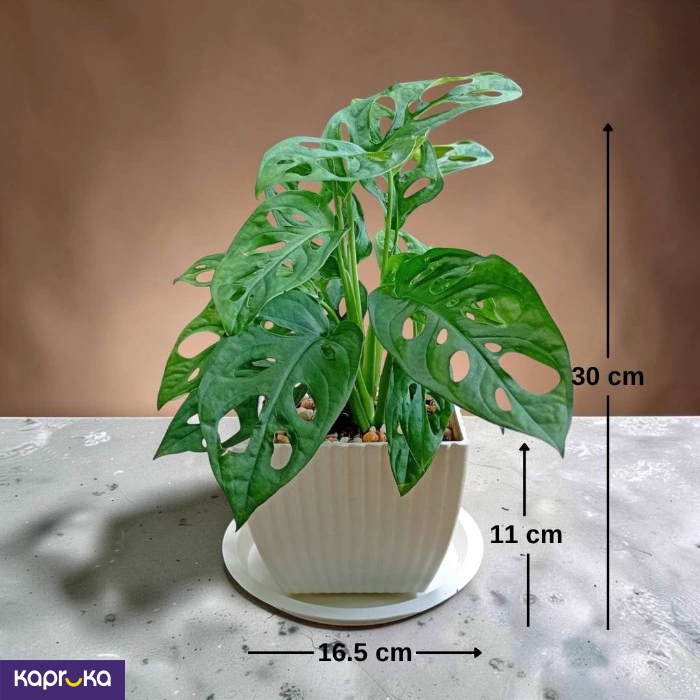 Swiss Cheese Plant With Tray