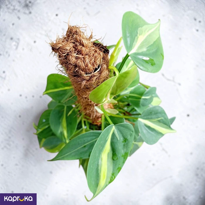 Brazil Pothos On Moss Pole Indoor Climbing Plant