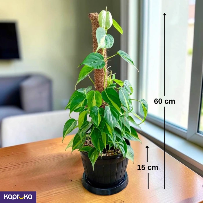 Brazil Pothos On Moss Pole Indoor Climbing Plant