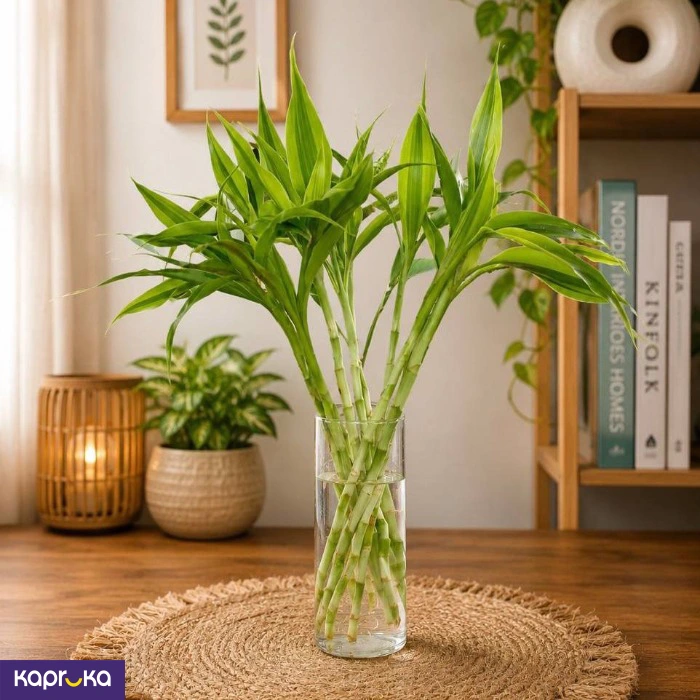 Lucky Bamboo In Glass Vase Elegant Water Grown Indoor Plant