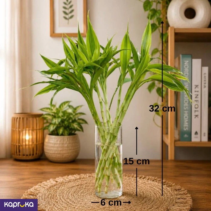 Lucky Bamboo In Glass Vase Elegant Water Grown Indoor Plant