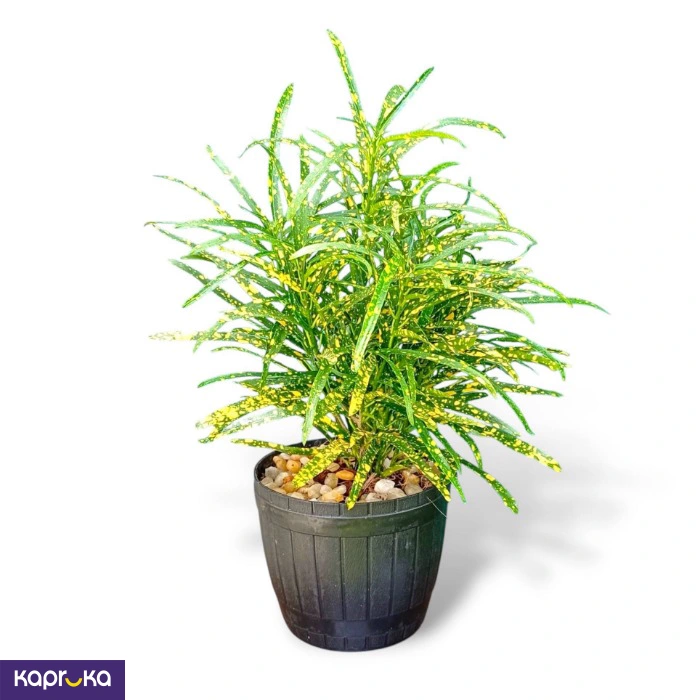 Gold Star Croton Plant