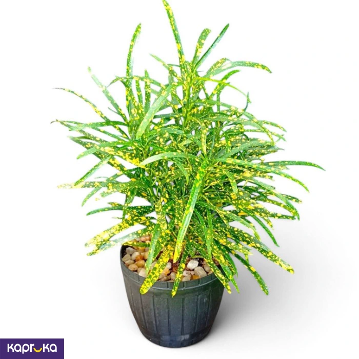Gold Star Croton Plant