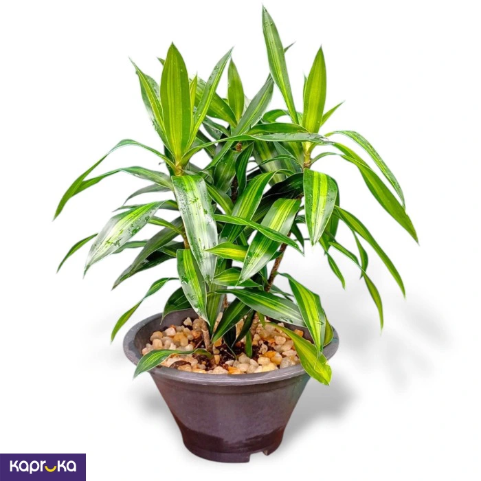 Dracaena Jamaica Plant