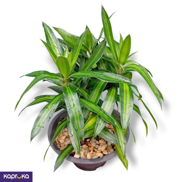 Dracaena Jamaica Plant
